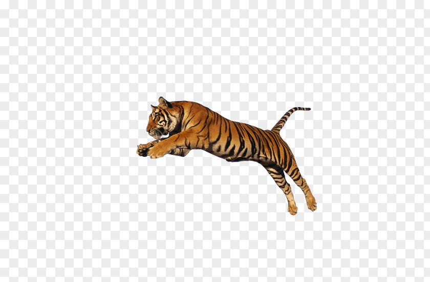 Lion Clip Art PNG