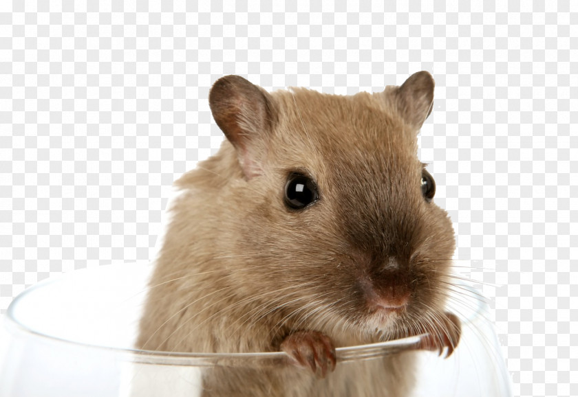 Cute Little Hamster Gerry Gerbil Rodent Rat PNG