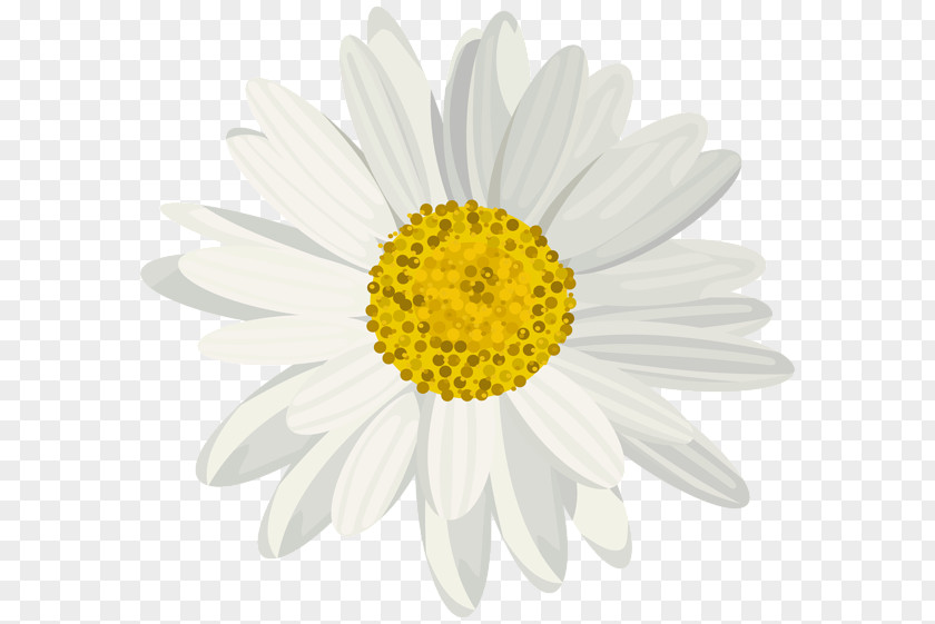 Daisy Botanical Drawing Image Royalty-free Stock.xchng Clip Art PNG