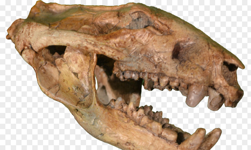 Skull Rocky Mountain Dinosaur Resource Center Hell Creek Formation Late Cretaceous Tyrannosaurus Didelphodon PNG