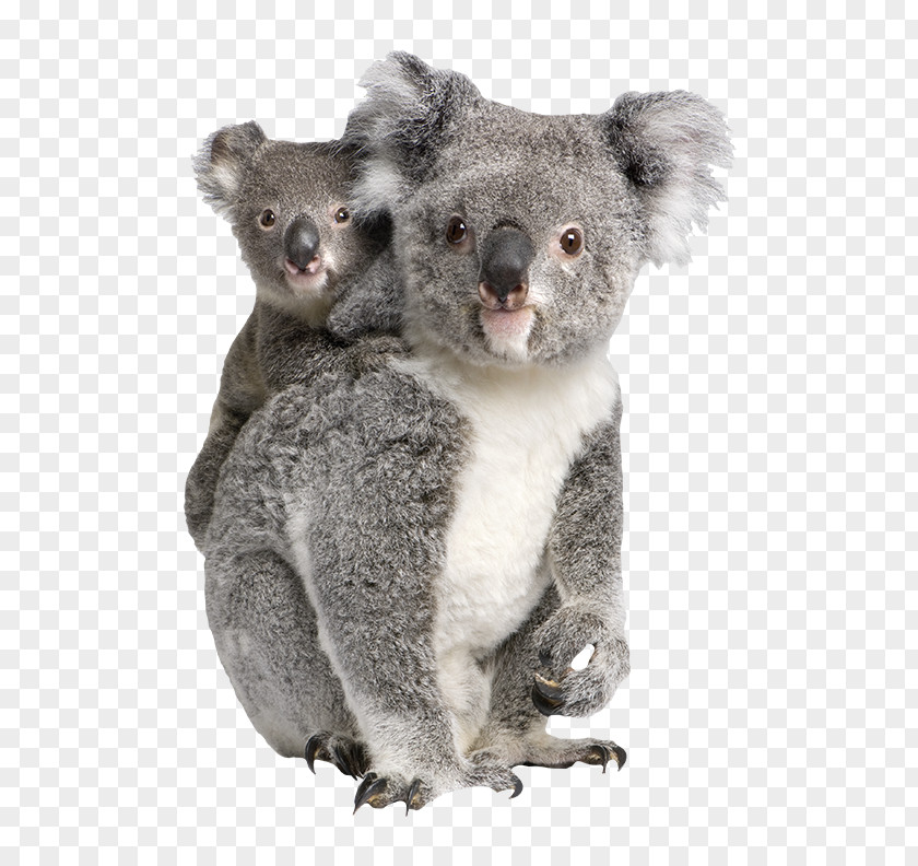 Tambourine Green Billabong Zoo Koalas/Koalas Marsupial PNG