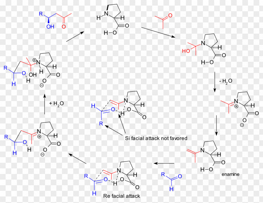 Aldol Organocatalysis Reaction Mechanism Fructose-bisphosphate Aldolase PNG