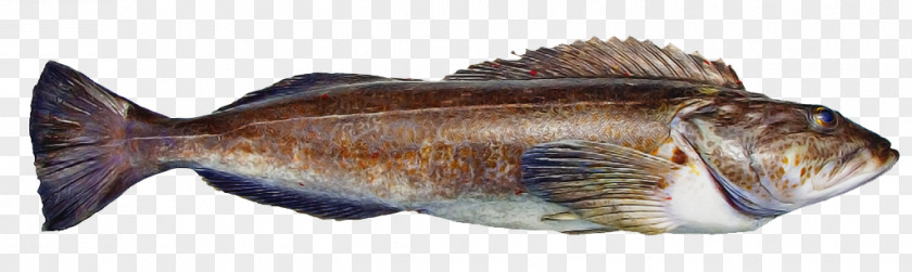 Capelin Seafood Fish Products Oily PNG