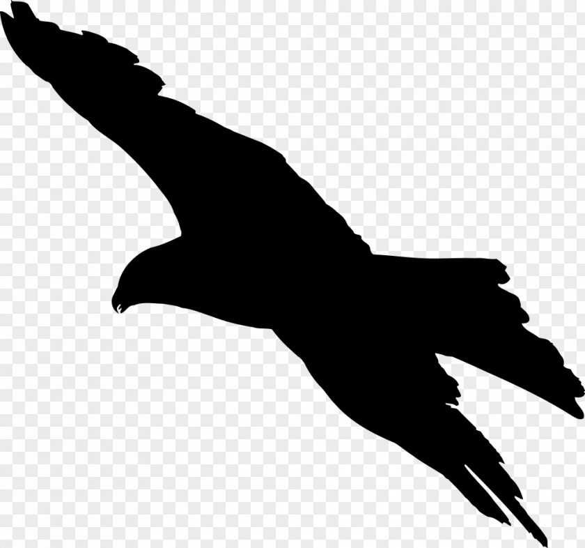 Falcon Bird Flight Bald Eagle PNG