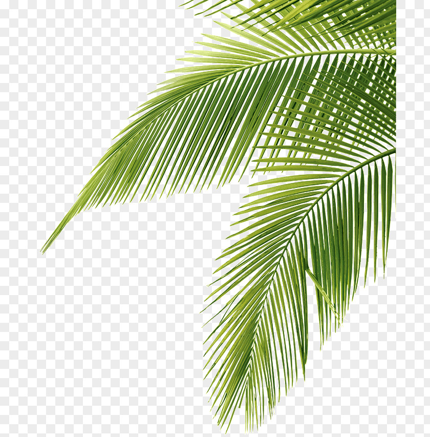 Leaf Arecaceae Coconut Clip Art PNG