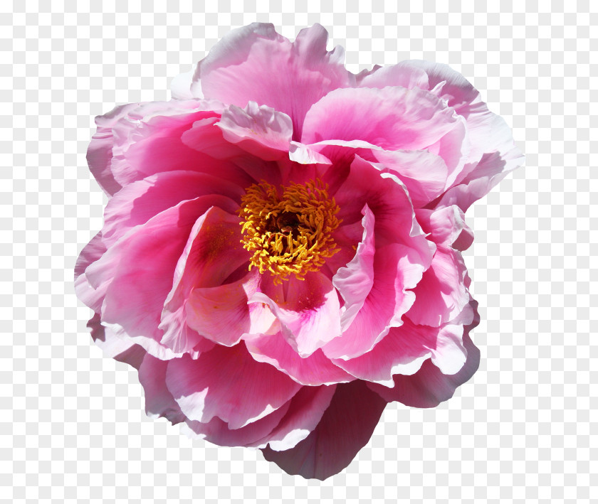 Rose Order Magenta Flowers Background PNG