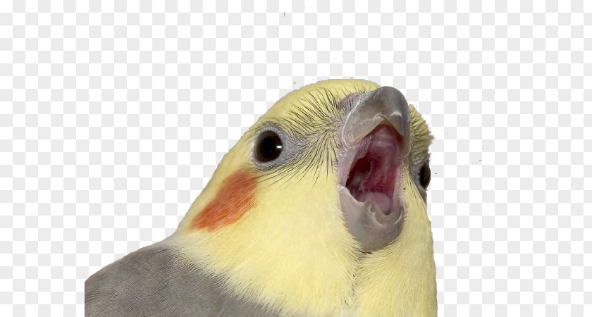 Cockatiel Know Your Meme YouTube 4chan PNG 4chan, meme clipart PNG