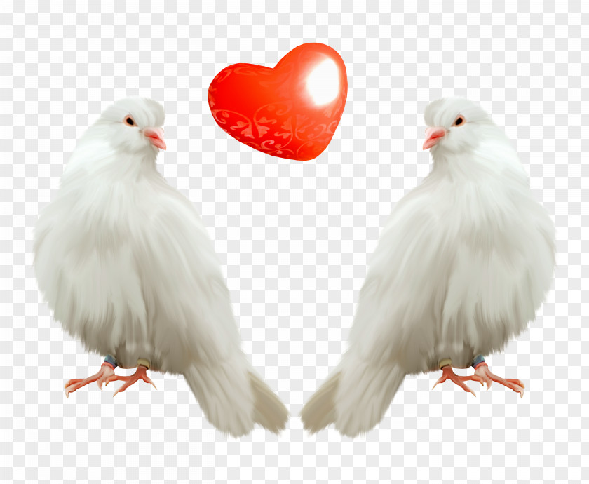 Pigeon Stuffing Recipe Canning Valentines Day Pxe2txe9 PNG