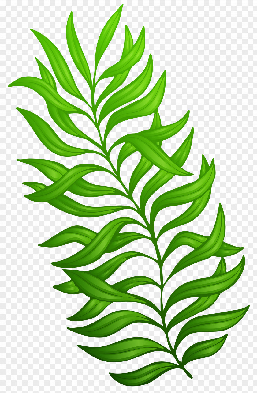 Plants Plant Flower Clip Art PNG