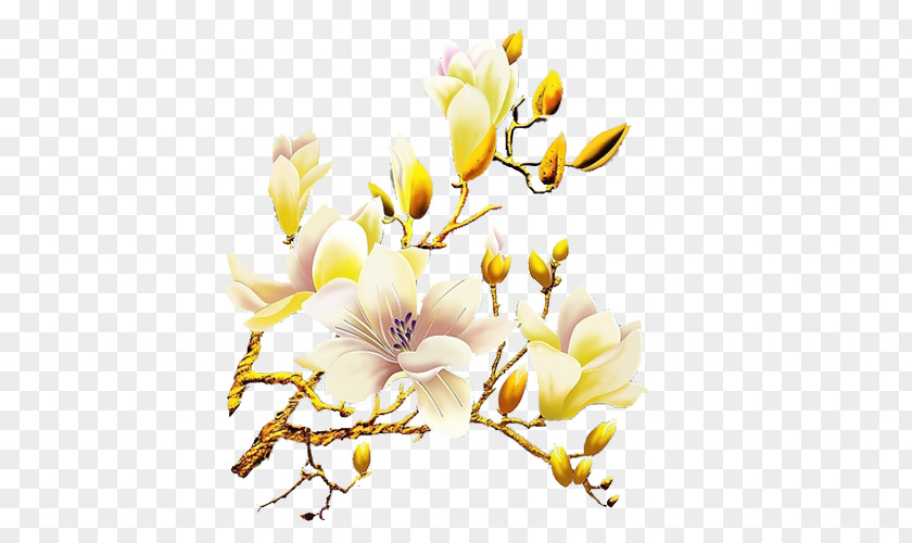 White Orchid Flowers Flower Orchids PNG