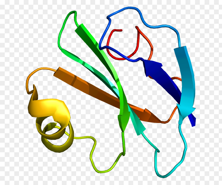 CD59 Complement System Protein Decay-accelerating Factor Glycosylphosphatidylinositol PNG