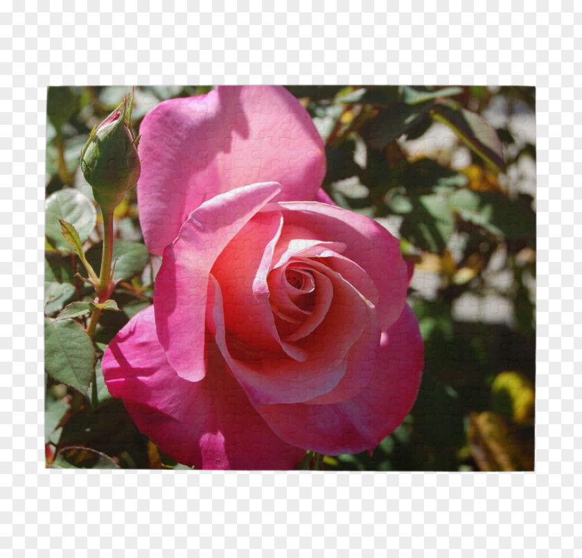 Excited Crossword Clue Floribunda Cabbage Rose Garden Roses Memorial Sasanqua Camellia PNG