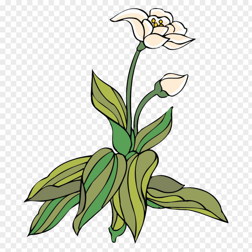 It Is Opening A Decorated Lotus Floral Design Clip Art PNG