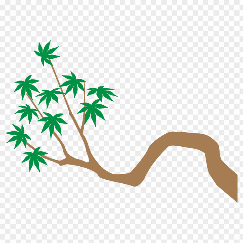 Plant Stem Branch Maple Leaves Tree PNG