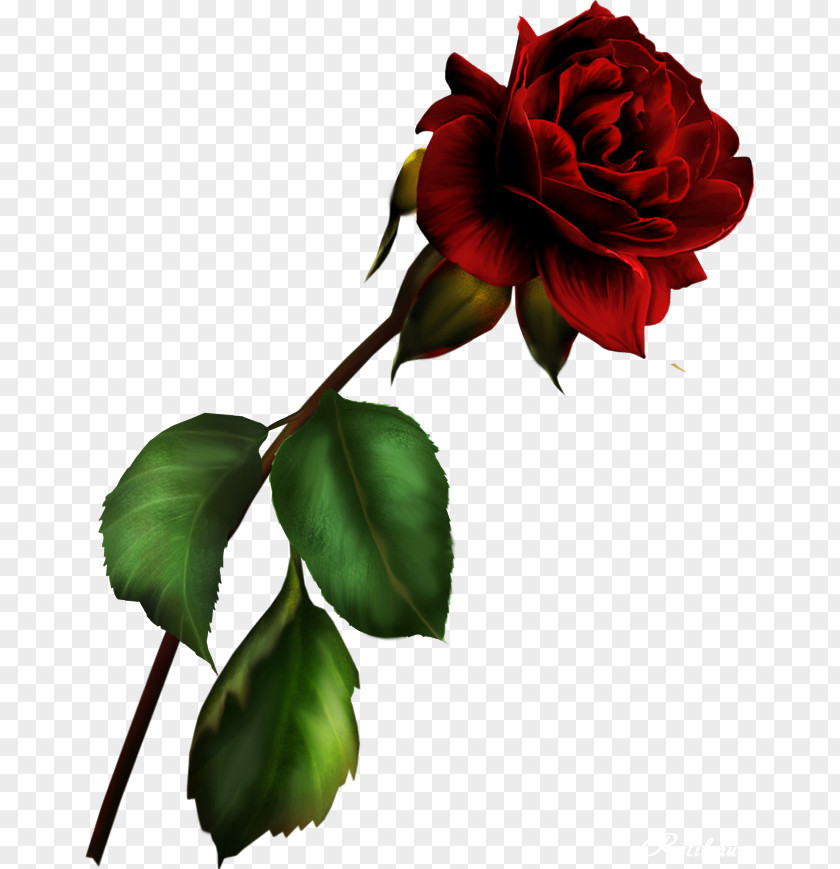 Red Rose Decorative Blue Garden Roses Rosa Gallica Clip Art PNG