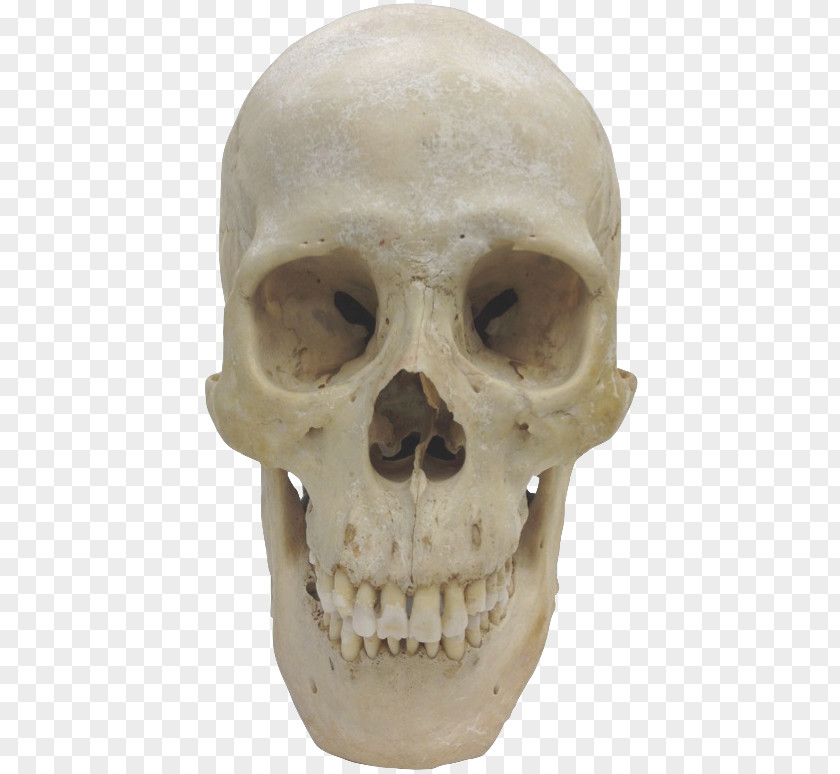 Skeleton Skulls Florisbad Skull Homo Sapiens Chimpanzee PNG
