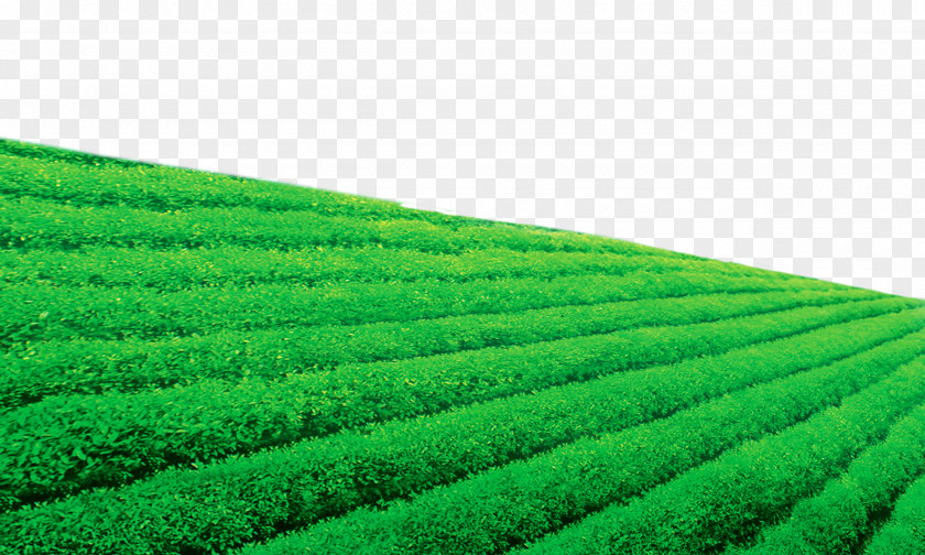 Tea Garden Darjeeling Wallpaper PNG