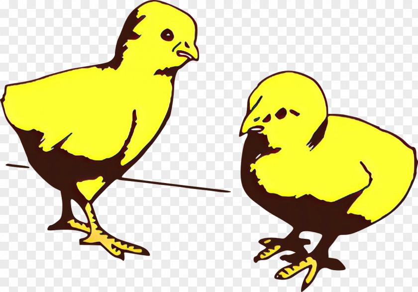 Bird Yellow Beak Chicken Cartoon PNG