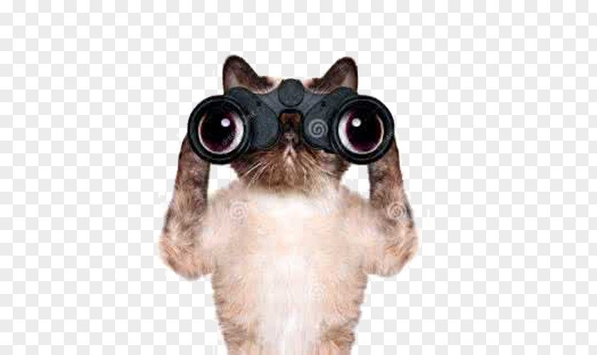 Cat Detective Dachshund Kitten Binoculars Stock Photography PNG