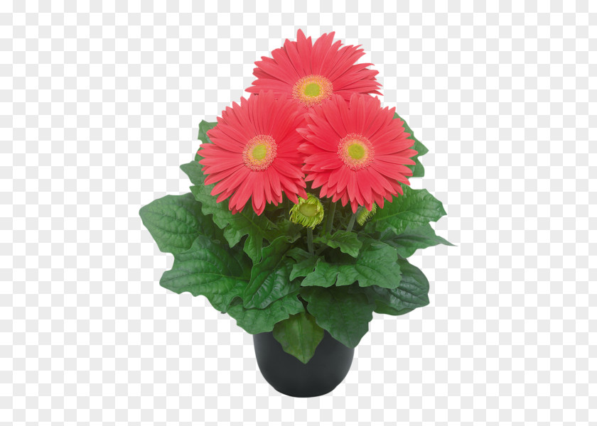 Coral Pink Gerbera Transvaal Daisy Flowerpot Cut Flowers Floral Design PNG