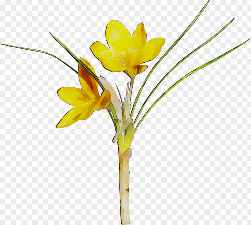 Cut Flowers Crocus Floral Design Dog PNG