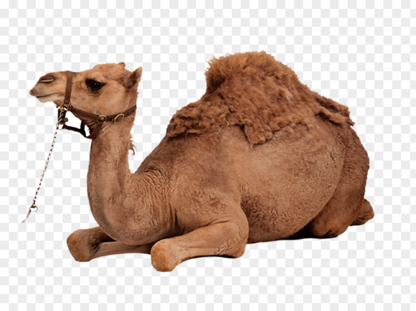 Desert Camel Dromedary Bactrian PNG