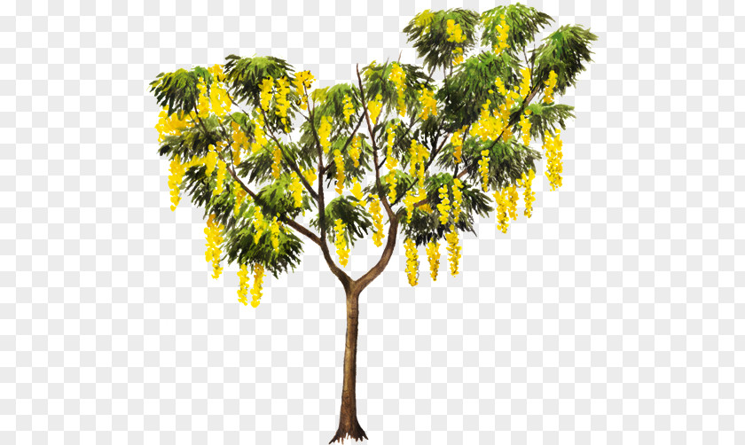 Diver Golden Shower Tree Crown Plant Cassia Javanica PNG