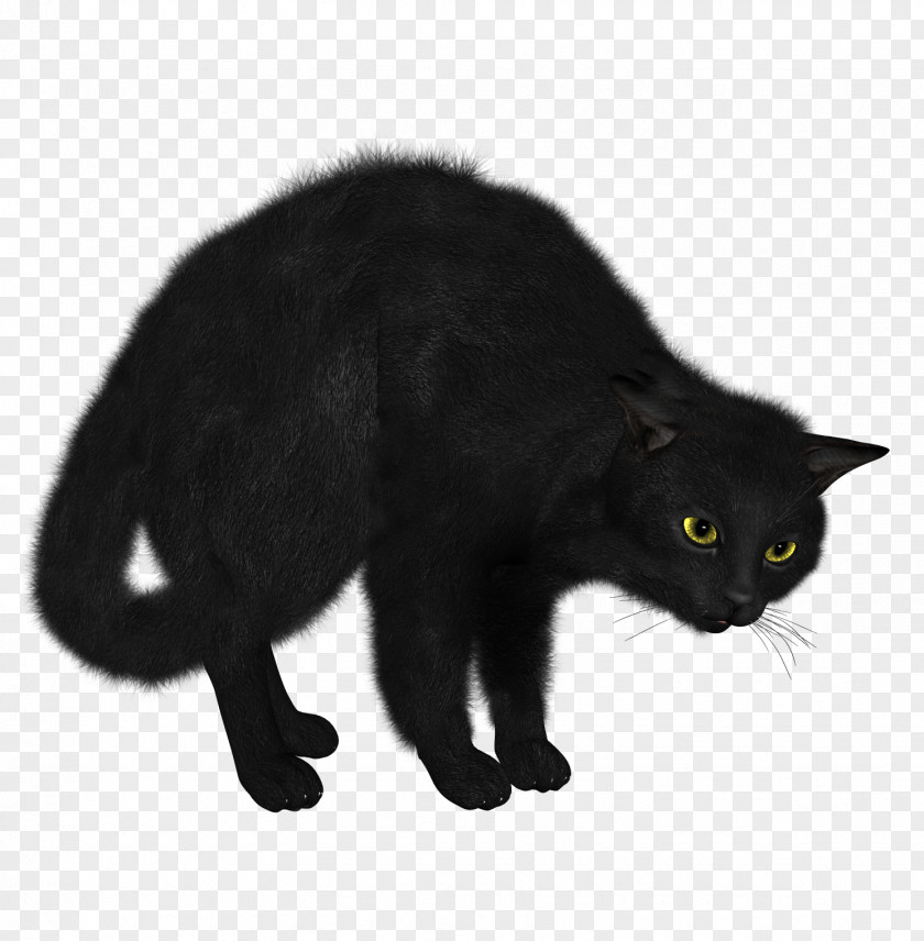 Kitten Sphynx Cat Black Clip Art PNG