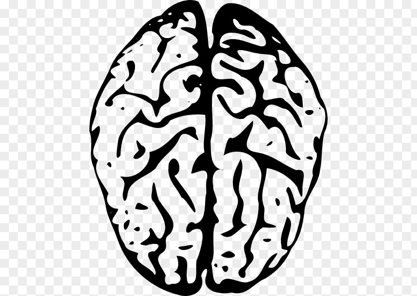Outline Of The Human Brain Female Clip Art PNG