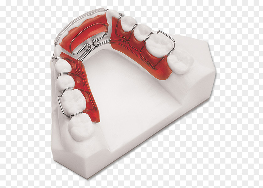 Rotainer Chartering Ab Retainer Orthodontics Mandible Dentistry Algún Lugar Profundo PNG
