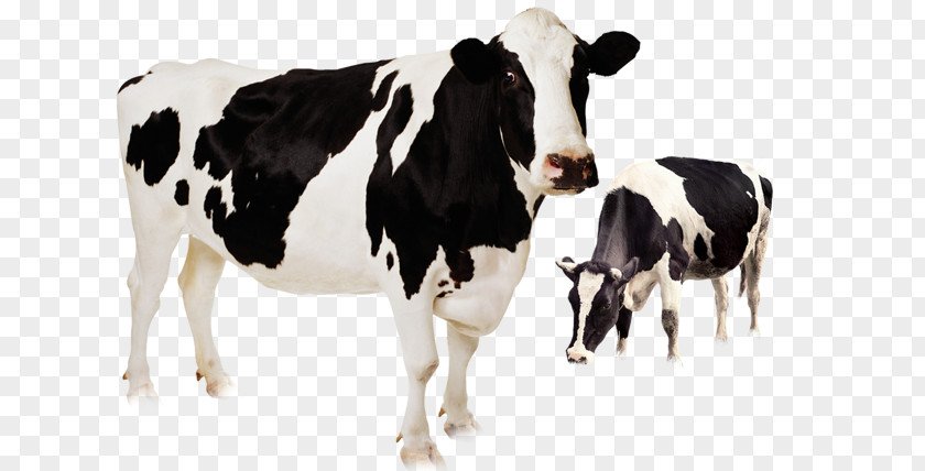 Cute Cow Holstein Friesian Cattle Highland Murrah Buffalo Beef Livestock PNG