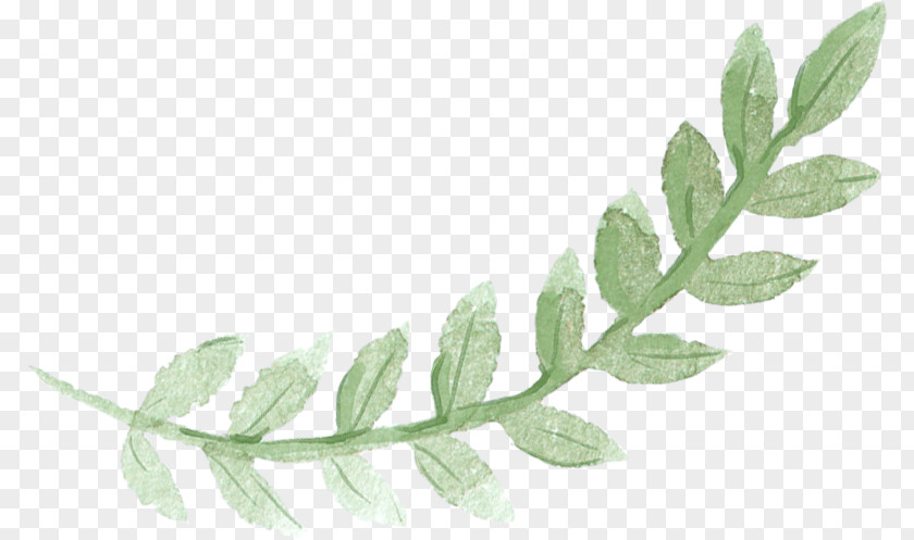 Green Leaves Sydney Brunch Pancake Watercolor Painting PNG