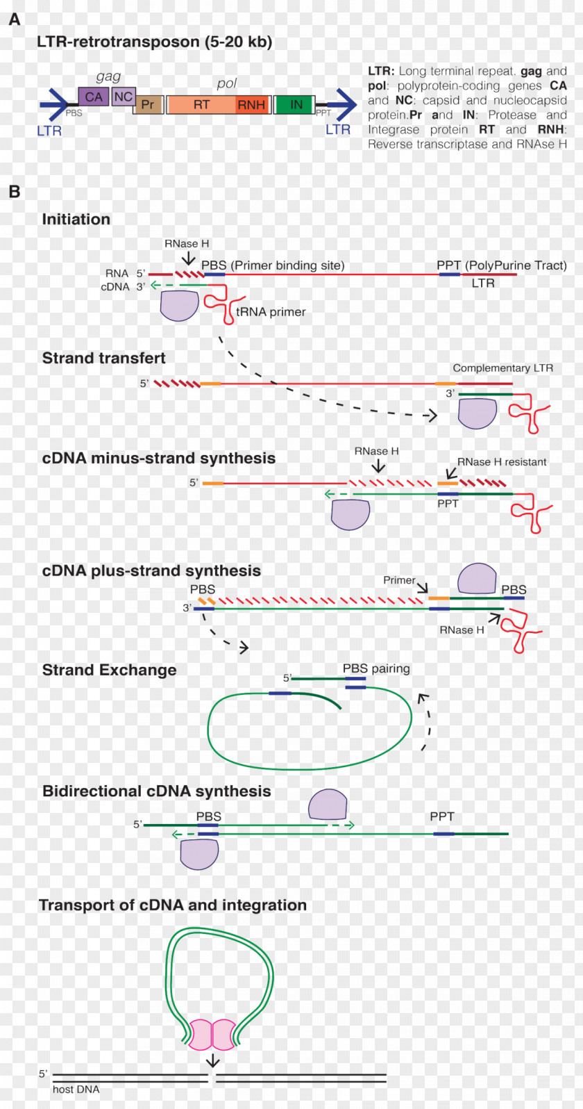 LTR Retrotransposon Long Terminal Repeat Transcription Reverse Transcriptase PNG