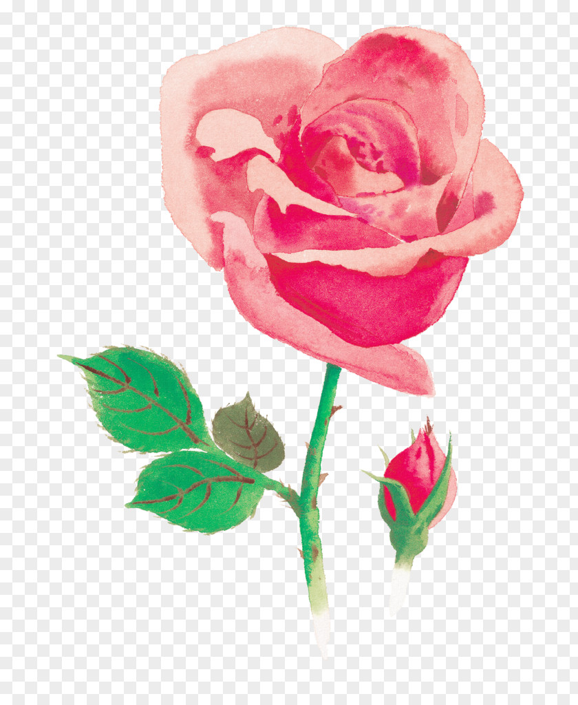 Painting Beach Rose Watercolor Red Flower PNG