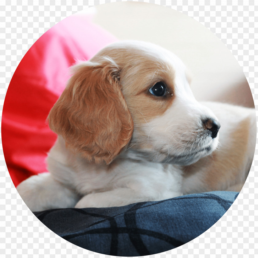 Puppy Dog Breed Beagle English Cocker Spaniel PNG