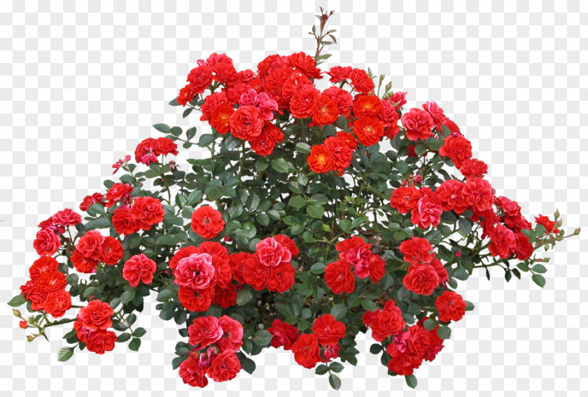 Rose Shrub Clip Art Image PNG