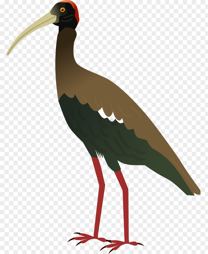 Bird White Stork Hadada Ibis Crane PNG