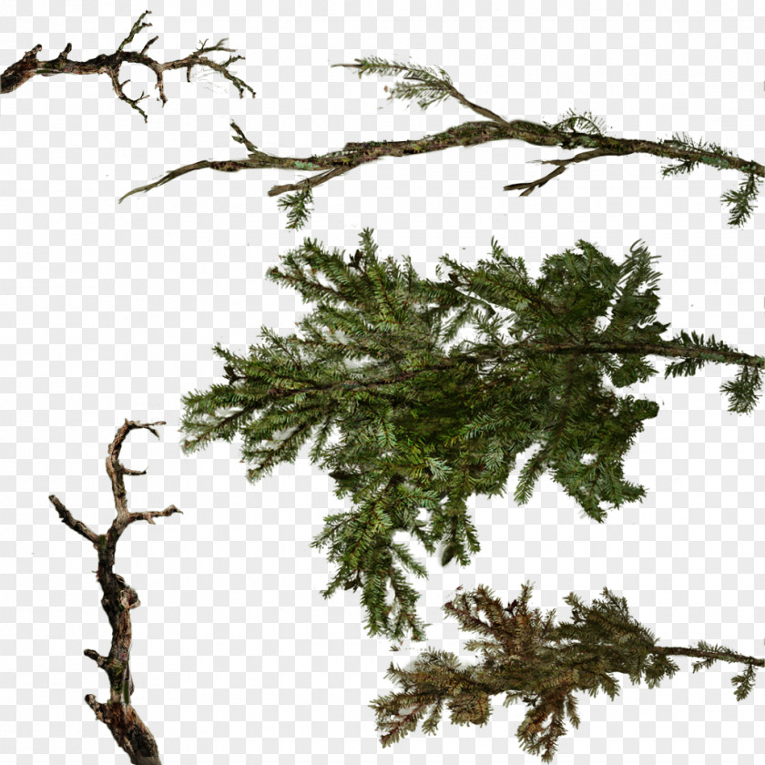 Fir-tree Branch Tree Twig PNG