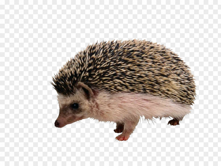 Hedgehog European The And Fox Porcupine Rodent Echidna PNG