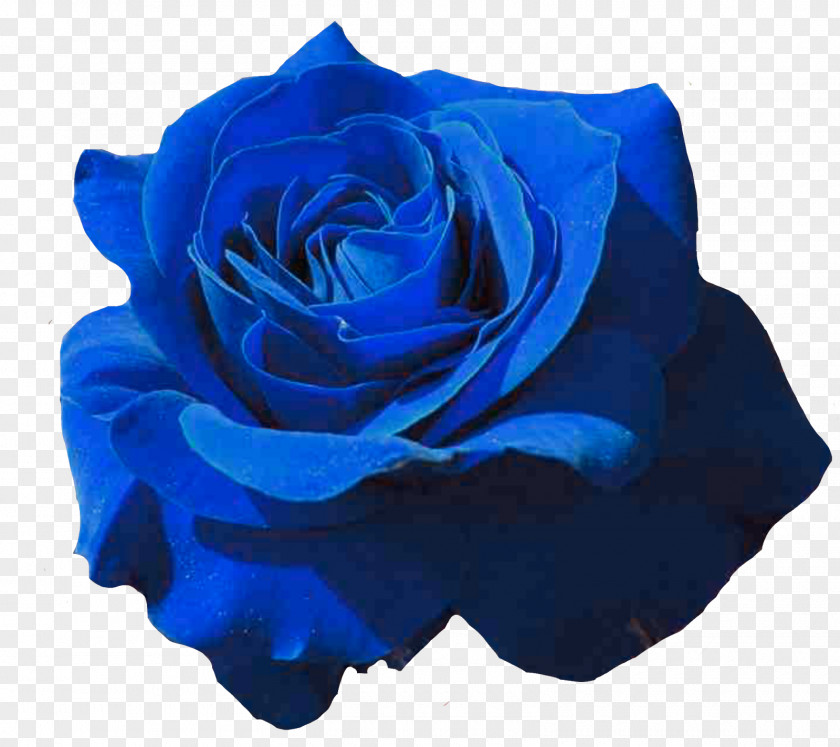 Rose Garden Roses Blue Petal Black PNG