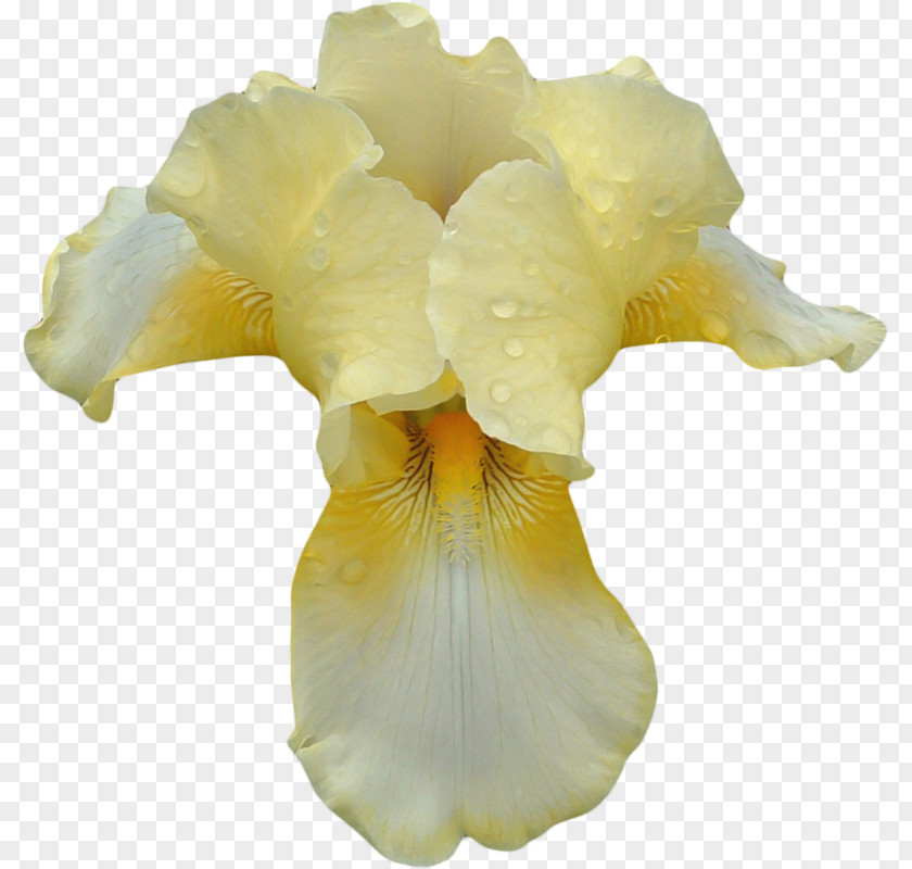 Transparent Orchid Clipart Flower Clip Art PNG