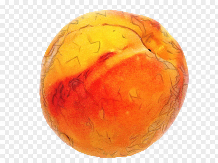 Ball Food Winter Cartoon PNG