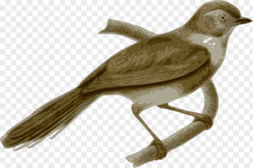 Bird Clip Art Vector Graphics Sooty Bushtit Feather PNG