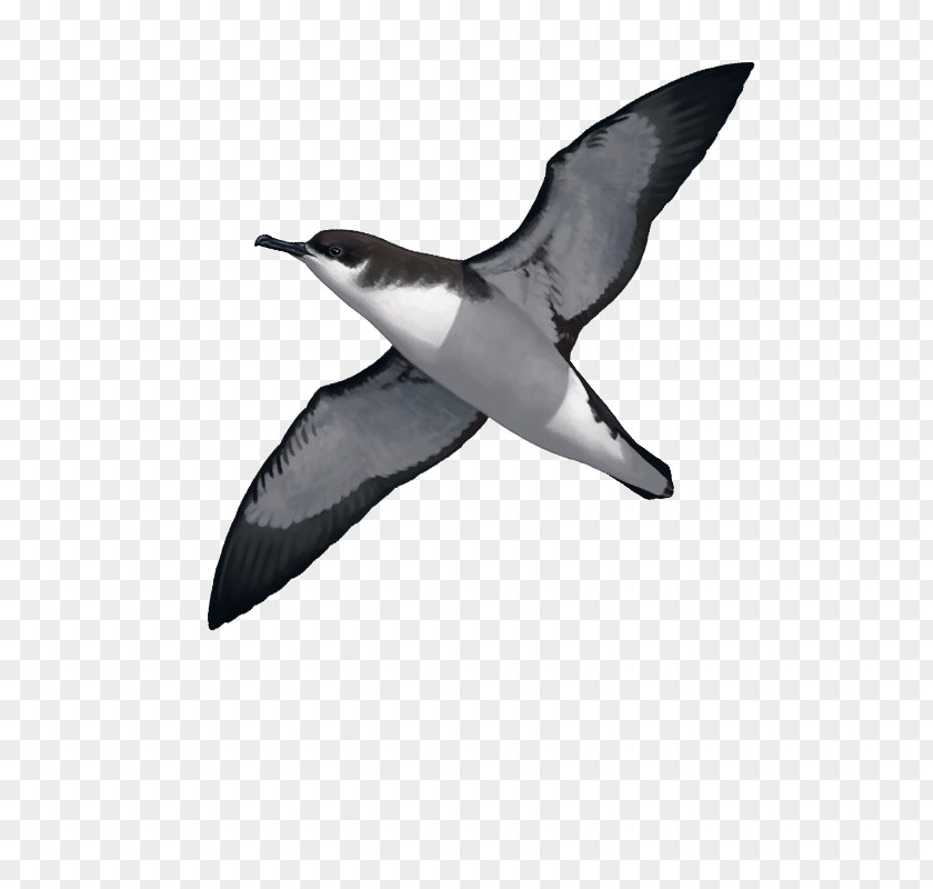 Bird Seabird Manx Shearwater Water Great-winged Petrel PNG