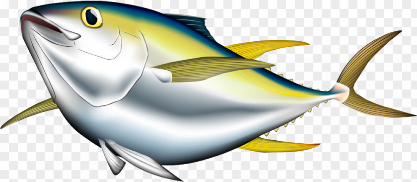 Cartoon Fish Bigeye Tuna Albacore Pacific Bluefin Yellowfin Illustration PNG