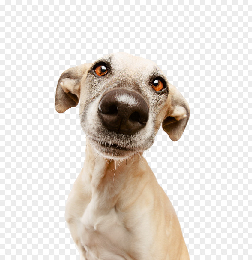 Dog Mug Shot Nice Nosing You: For The Love Of Life, Dogs And Photography Amazon.com Puppy Hunde Unter Wasser PNG