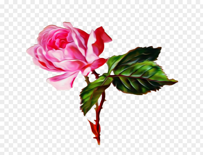 Flower Bouquet Garden Roses Gfycat PNG