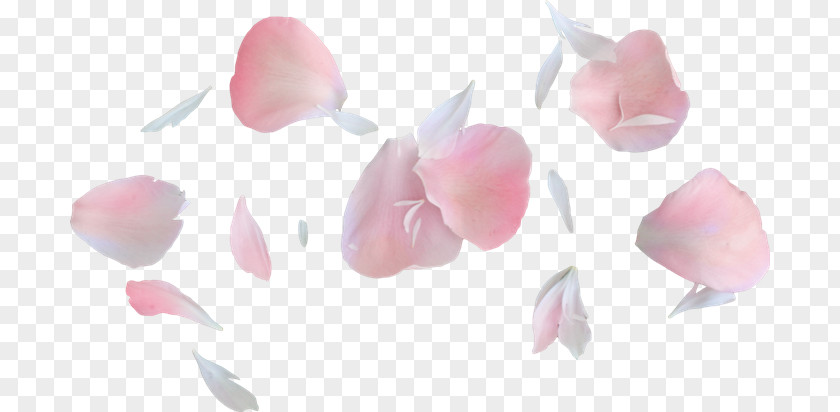 Flower Petal Garden Roses Pink PNG