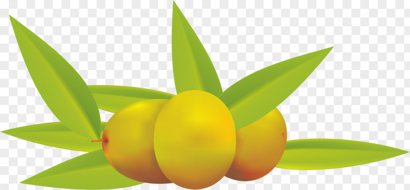 Herba Olive Oil Fruit Clip Art PNG