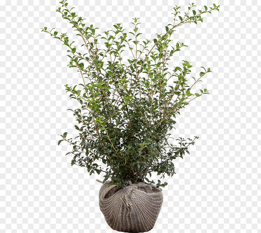 Mid Osmanthus Flowerpot Burkwood Heterophyllus Shrub Evergreen PNG